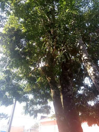 Cassia leptophylla