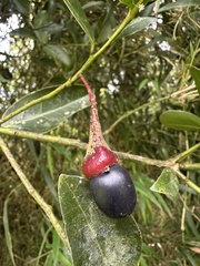 Aiouea dubia, photograph (c) Nicolás Baresch Uribe, some rights reserved (CC BY)