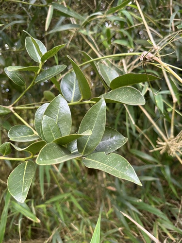 Aiouea dubia, photograph 2