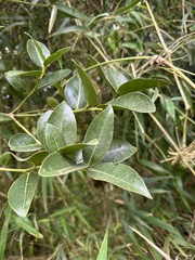 Aiouea dubia, photograph (c) Nicolás Baresch Uribe, some rights reserved (CC BY)
