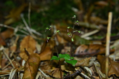 Neottia japonica