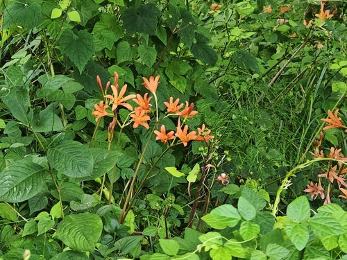 Lycoris sanguinea, photograph 5