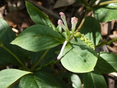Spigelia