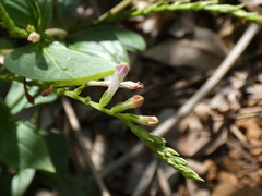 Spigelia