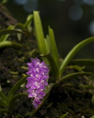 Aerides multiflora