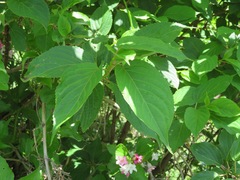 Weigela coraeensis