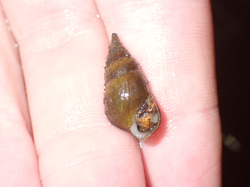 Pleurocera gradata observed 2026-08-15
