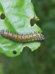 Periclista lineolata