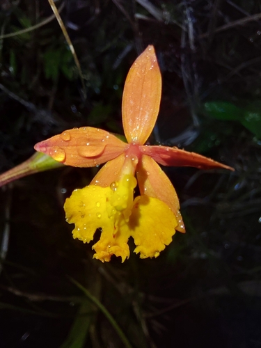 Epidendrum radicans