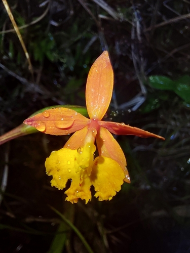 Epidendrum radicans
