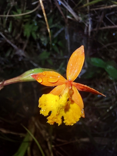 Epidendrum radicans