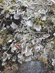 Peltigera extenuata