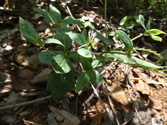 Spigelia