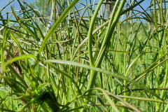 Peucedanum officinale