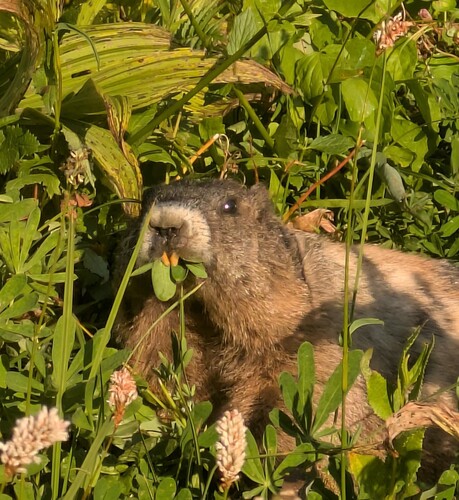 Hoary Marmot