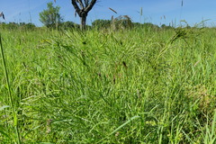 Peucedanum officinale