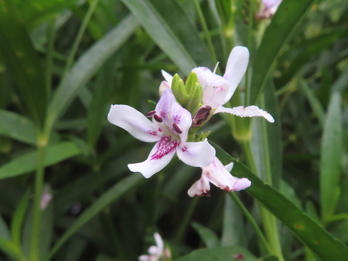 Dianthera americana, photograph 3