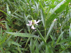 Dianthera americana, photograph Ken Clark, CC BY, iNaturalist via GBIF