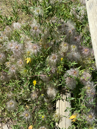 Clematis tangutica, photograph 4