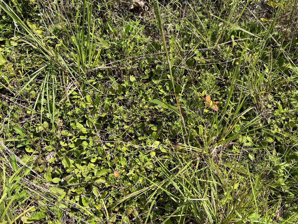 Antennaria parlinii; photograph (c) Anne Parker, some rights reserved (CC BY)
