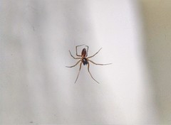 Araneae