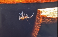 Araneae