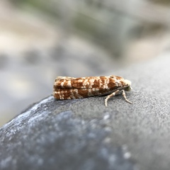 Retinia virginiana
