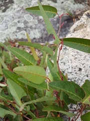 Hardenbergia violacea