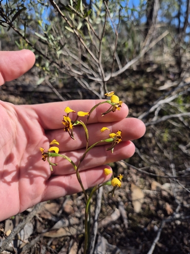 Leopard Orchid