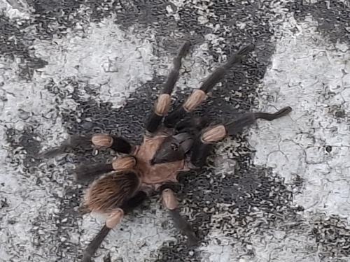 Mexican Dwarf Redleg Tarantula