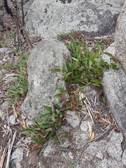 Hardenbergia violacea