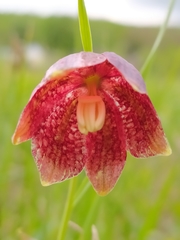 Fritillaria meleagroides