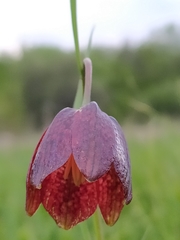 Fritillaria meleagroides