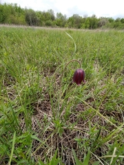 Fritillaria meleagroides