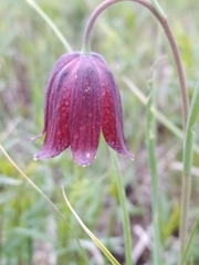 Fritillaria meleagroides