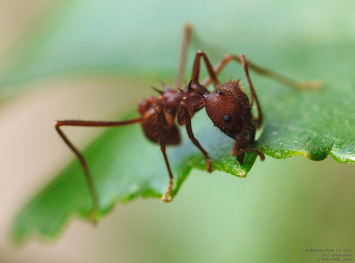 Texas leafcutter ant