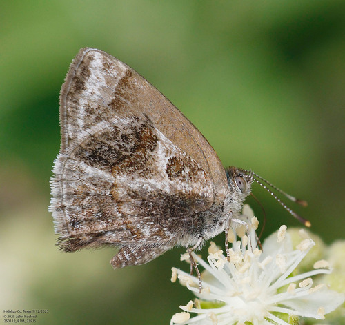 Lantana Scrub-Hairstreak