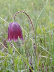 Fritillaria meleagroides