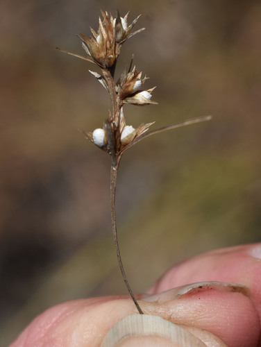 Scleria novae-hollandiae observed 2026-06-13