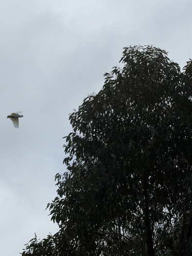 Sulphur-crested Cockatoo