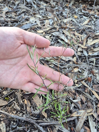 Leptorhynchos tenuifolius, 2026-08-16