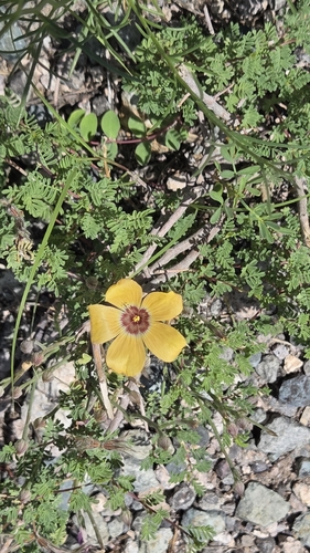 Linum rigidum, 2026-08-15