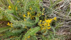 Astragalus buchtormensis