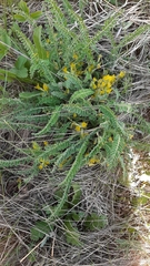 Astragalus buchtormensis