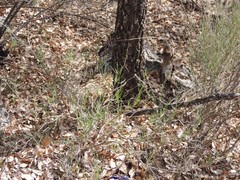 Bupleurum fruticescens