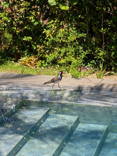 Red-wattled Lapwing