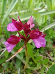 Anacamptis papilionacea grandiflora