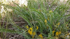 Astragalus buchtormensis