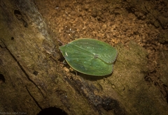 Anabunda murrayfletcheri