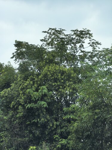 tree privet